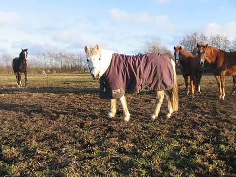 Anden særlig race Schanell billede 2