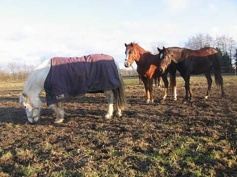 Anden særlig race Schanell billede 3