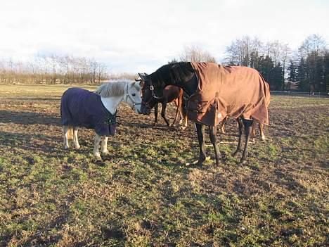 Anden særlig race Schanell - Hilser på Coco billede 4