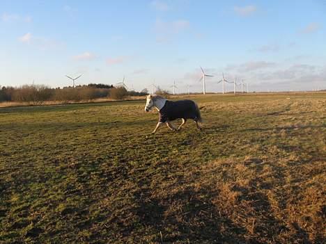 Anden særlig race Schanell - Lidt trav billede 5