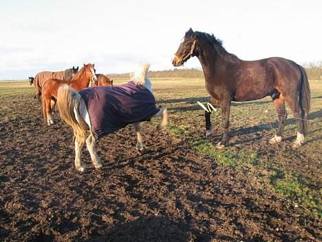 Anden særlig race Schanell - Lille, men en meget vigtig og bestemt dame! billede 6