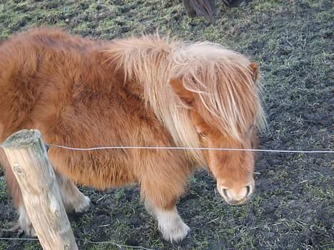 Miniature Pjuske (aflivet) billede 6