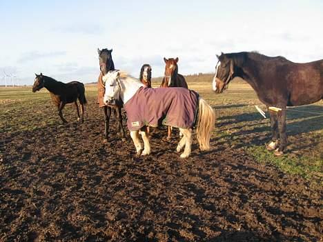 Anden særlig race Schanell - Ikke kom for tæt på, unge herre ;) billede 7