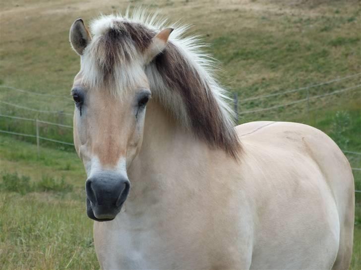 Fjordhest Bjarke Sax - d. 15/6-08 billede 10