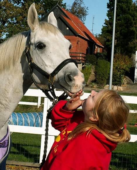 Shagya Araber (SH) Chela † - Til dyrlæge i Svendborg. Foto: Cecilie Winberg billede 15