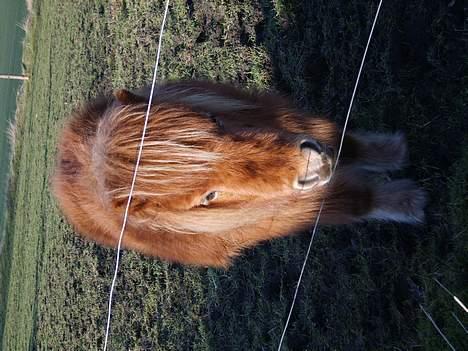 Miniature Pjuske (aflivet) billede 7