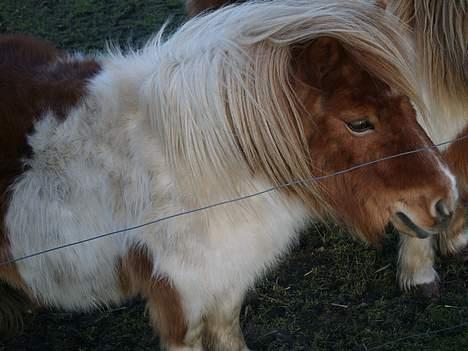 Miniature Olsen  billede 5