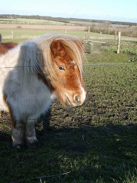 Miniature Olsen  billede 6