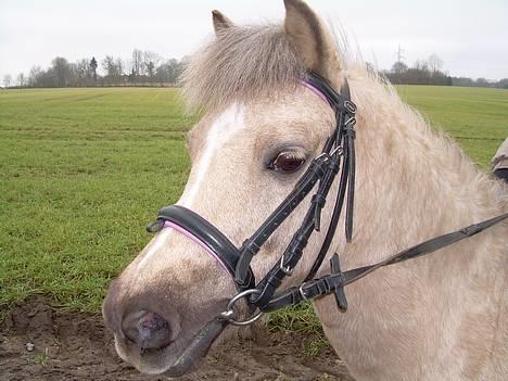 Anden særlig race Stella<3 - Ja velkommen det er så min ponzzepige<3 billede 1