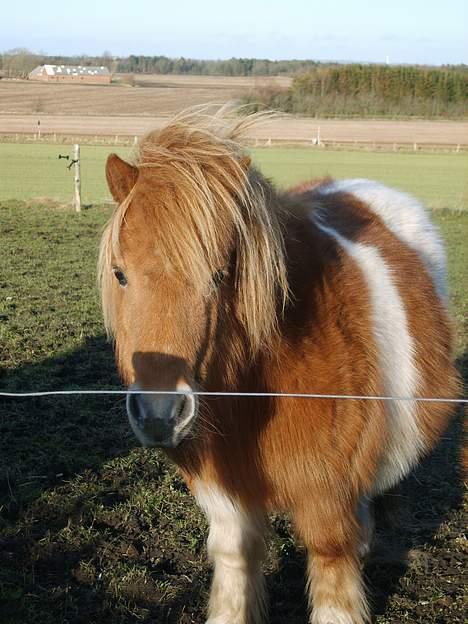 Miniature beauty *Solgt* billede 7