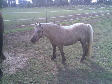 Anden særlig race Stella<3 - "gi mig nu det rugbrød!" billede 5