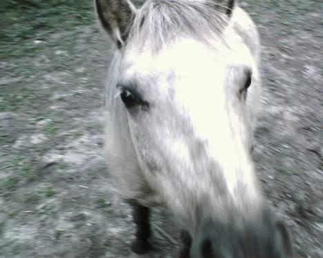 Anden særlig race Stella<3 - "halløj står du der?" billede 6