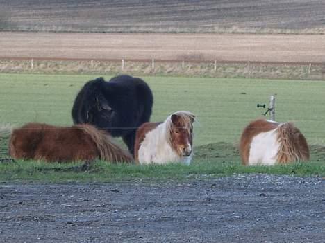 Miniature Olsen  billede 7