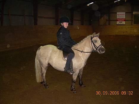 Anden særlig race Stella<3 - Opvarmning før stævnet billede 7