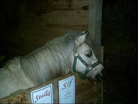 Anden særlig race Stella<3 - "mad?" billede 10