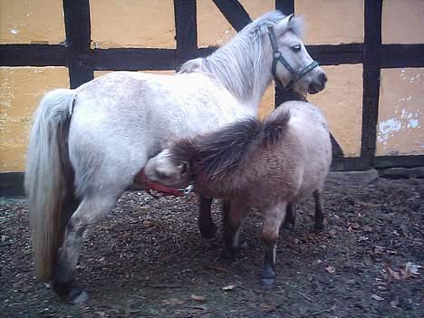 Anden særlig race Stella<3 - Stella og hendes føl sif! billede 11