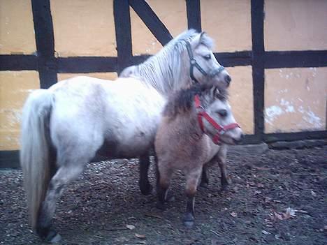 Anden særlig race Stella<3 - "øh hva laver muddi?" billede 13