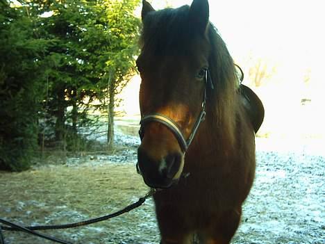Anden særlig race ''Felix''†RIP† - skal til at ride:´) billede 3