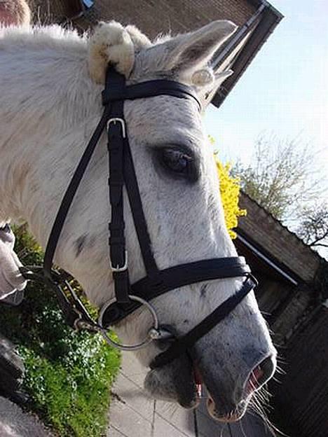 Welsh Partbred (Sec F) Emdegårdens Herculessolgt - #1 Emdegården´s Hercules. billede 1