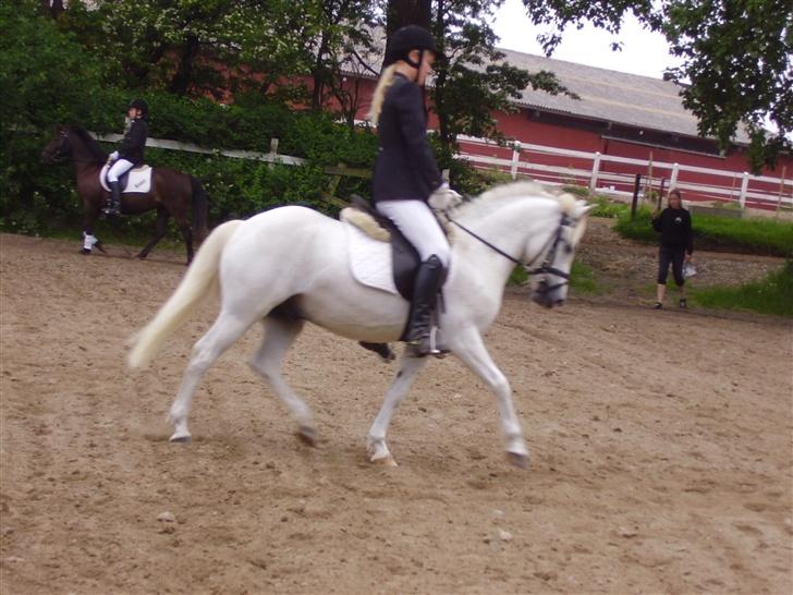 Welsh Partbred (Sec F) Emdegårdens Herculessolgt - #2 Hercules & Mig. billede 2