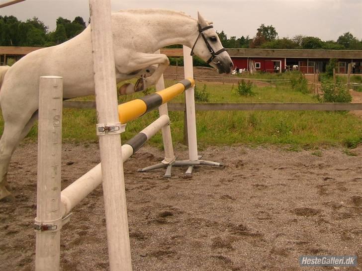 Welsh Partbred (Sec F) Emdegårdens Herculessolgt - #6 Hercules, løsspring d: 125 cm.  billede 6
