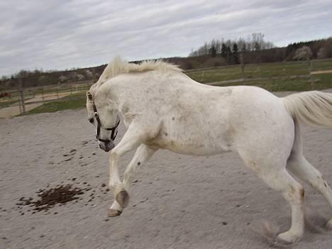 Welsh Partbred (Sec F) Emdegårdens Herculessolgt - #7 Hercules løs på banen (: billede 7