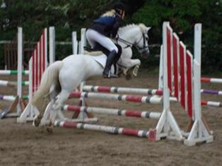 Welsh Partbred (Sec F) Emdegårdens Herculessolgt - #9 Hercules & mig , til stævne i Ledøje Smørum. LB.  billede 9