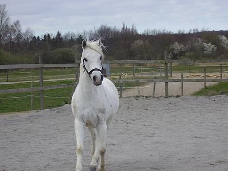 Welsh Partbred (Sec F) Emdegårdens Herculessolgt - #12 Hercules <33 billede 12