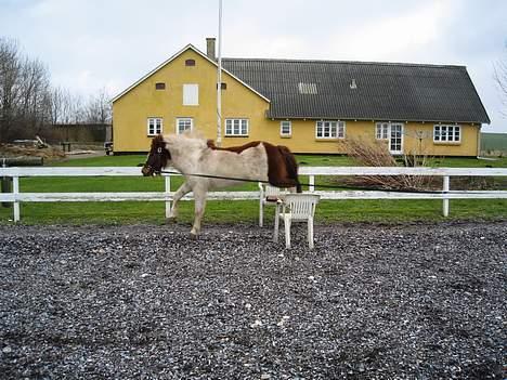 Islænder Hetja Fra Tanderup - 9. Et lille spring billede 9