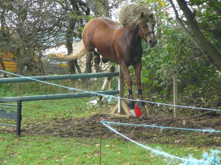 Haflinger Vestervangs Hodder  - løsspring med hulehår 1 meter billede 11