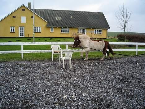 Islænder Hetja Fra Tanderup - 10. Et godt tilløb billede 10