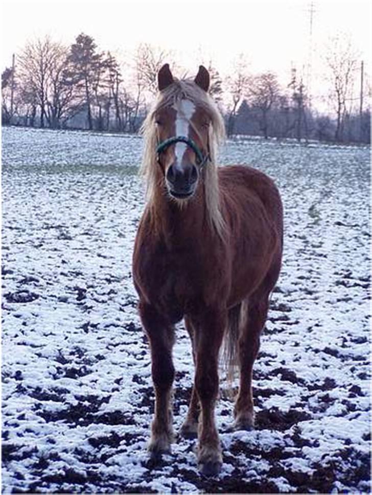 Haflinger Vestervangs Hodder  - hodder i sne underligt billede billede 12