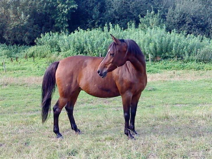 Anden særlig race Naicon billede 15