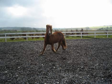 Islænder Isafold Fra Havndal - 10. Lille smil til kameraet billede 10