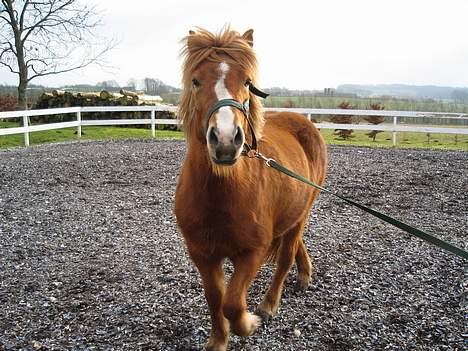 Islænder Isafold Fra Havndal - 11. Hovsa der stod en!!! billede 11