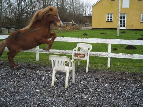 Islænder Isafold Fra Havndal - 12. Så springer vi, skal lige sige at selvom hun springe meget tidligt kommer hun over uden at røre, er bedre til at springe bredt end højt. billede 12
