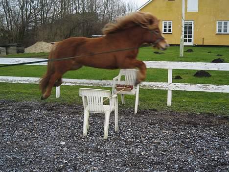 Islænder Isafold Fra Havndal - 13. Kan flyve billede 13