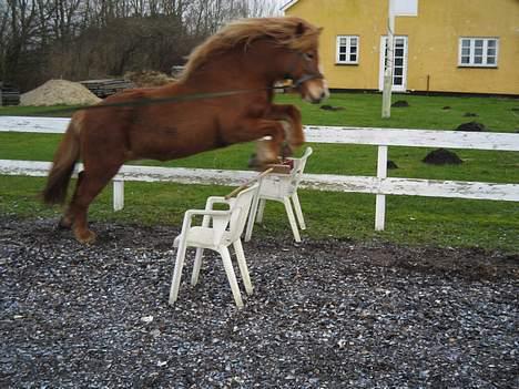 Islænder Isafold Fra Havndal - 14. Stort spring billede 14