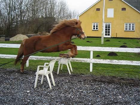 Islænder Isafold Fra Havndal - 15. Flyver næsten igen, mangler lige det ene ben billede 15