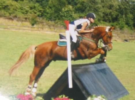Anden særlig race Highlands Martinique - Landsstævne i Holte, pony svær..  billede 1