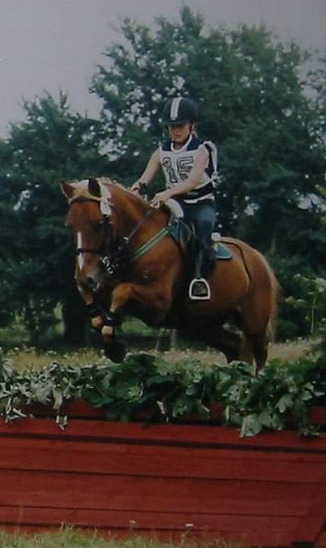 Anden særlig race Highlands Martinique - Landsstævne i Ringsted, pony svær.. billede 2