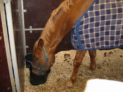 Anden særlig race Highlands Martinique - I stalden ved landsstævnet i Aalborg i military. billede 3