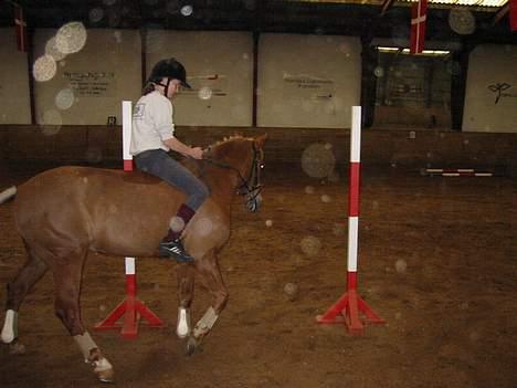 Anden særlig race Highlands Martinique - Pony games på VBR i de gode gamle dage, da det var verden bedste rideklub. billede 4
