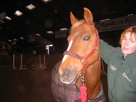 Anden særlig race Highlands Martinique - Martin og AK ved træningssamling i Odense billede 5