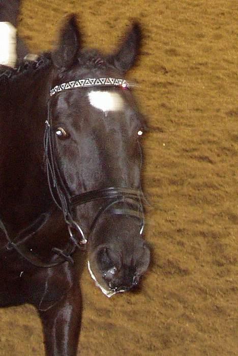 Anden særlig race Dark shadow - Nåe hvor sødt ! billede 12