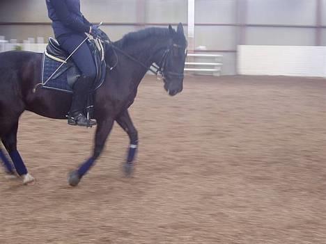 Anden særlig race Dark shadow - Galop :D billede 18