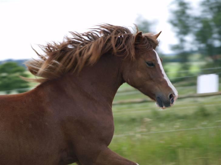 Welsh Pony af Cob-type (sec C) Åvangs Kiara billede 1