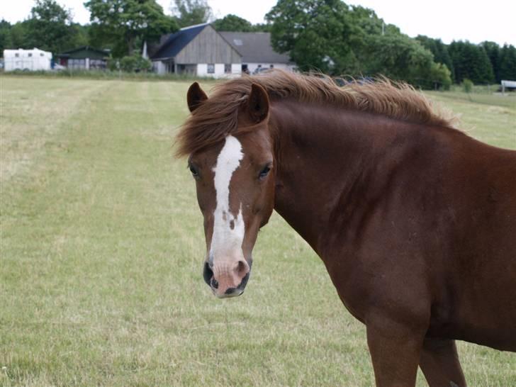 Welsh Pony af Cob-type (sec C) Åvangs Kiara billede 2