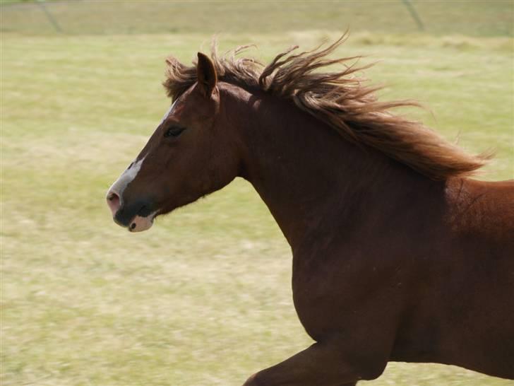 Welsh Pony af Cob-type (sec C) Åvangs Kiara billede 3
