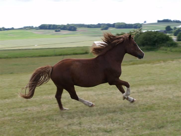 Welsh Pony af Cob-type (sec C) Åvangs Kiara billede 4